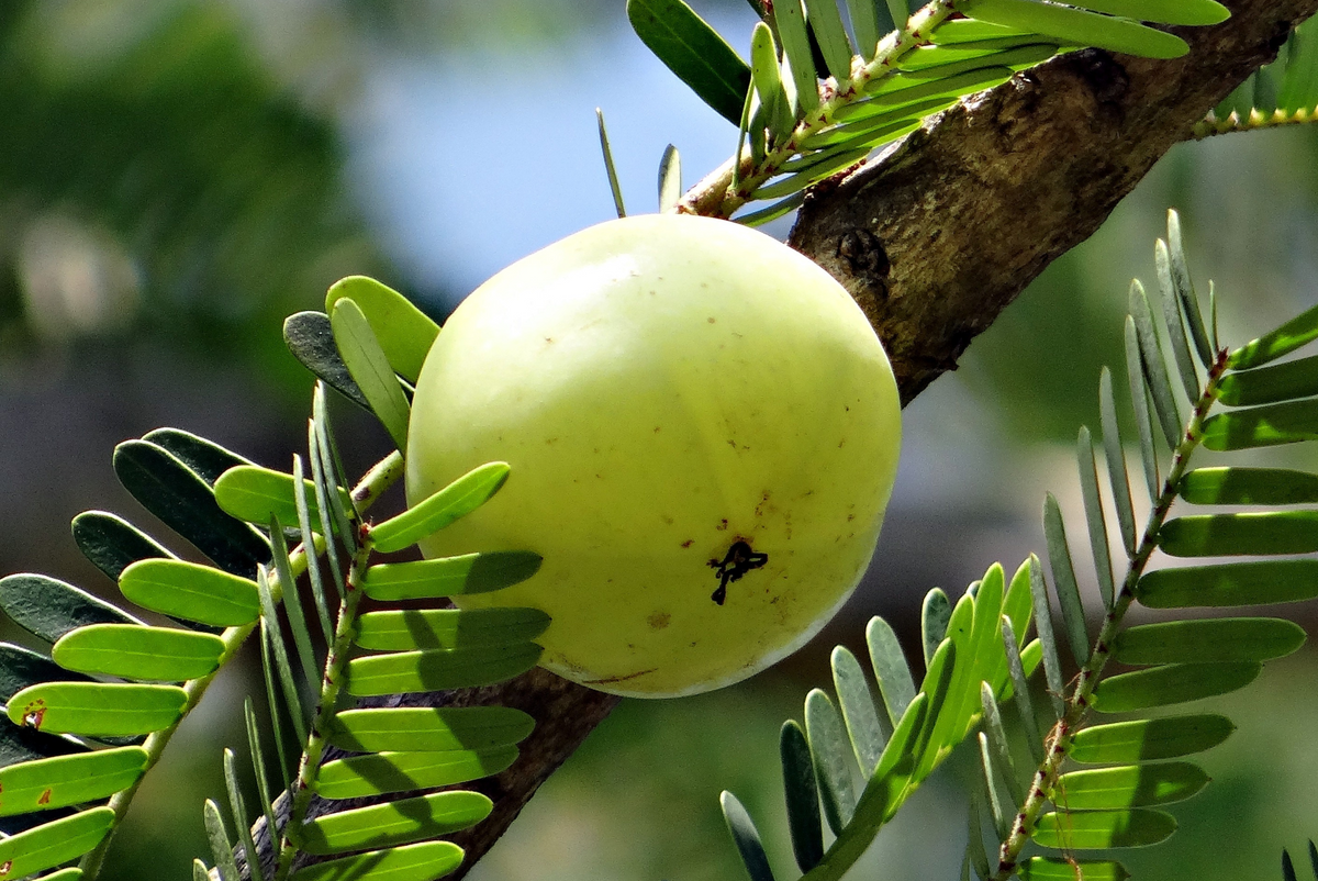 Amla Oil for Curly Hair