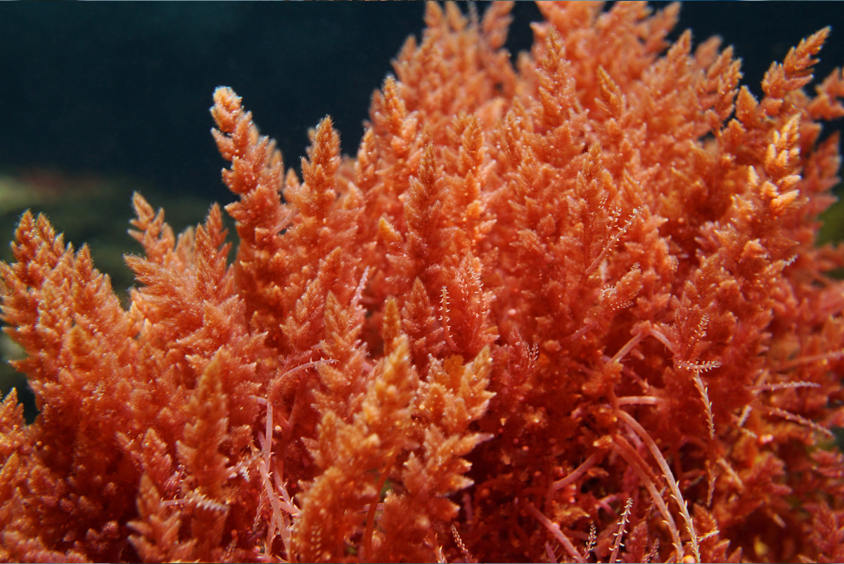 Red Algae for Curly Hair