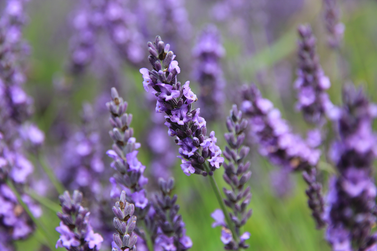 Lavender for Curly Hair