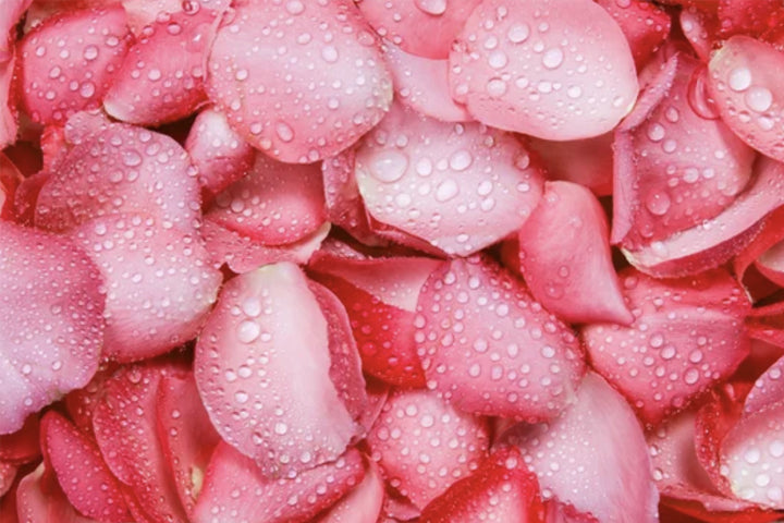 Rose Water for Curly Hair