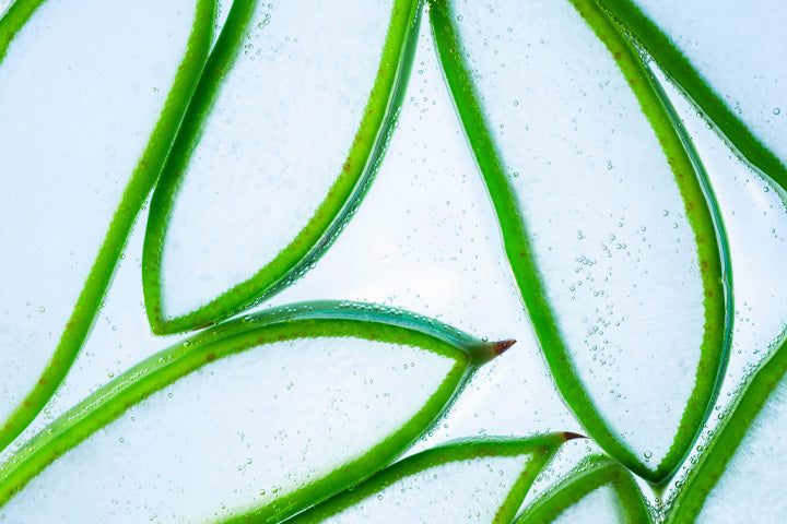 Aloe Vera for Curly Hair