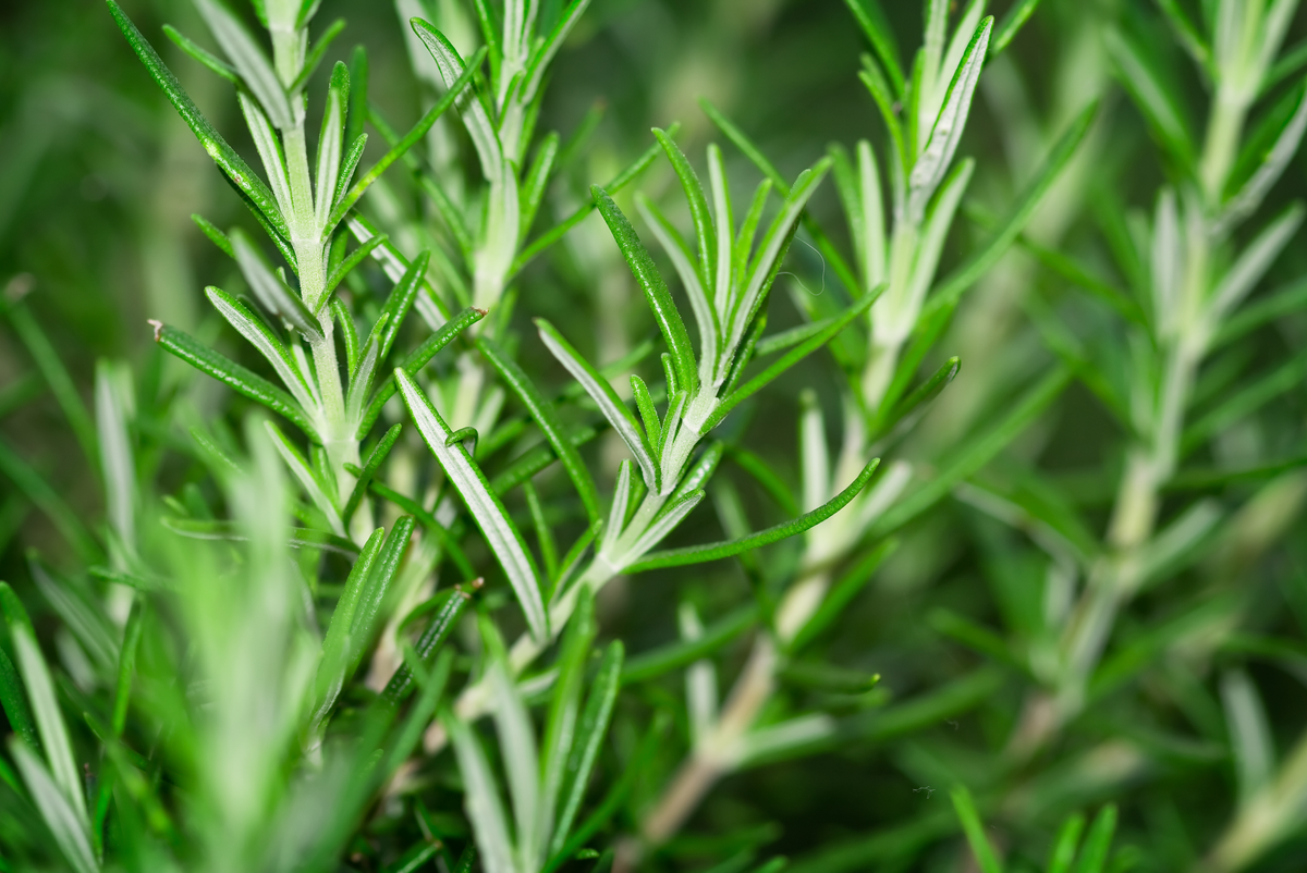 Rosemary Oil for Curly Hair